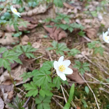 Wczasowisko Rudawski Zakatek * Wiesciszowice