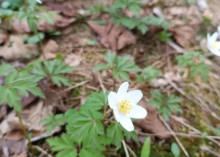 Wczasowisko Rudawski Zakatek * Wiesciszowice